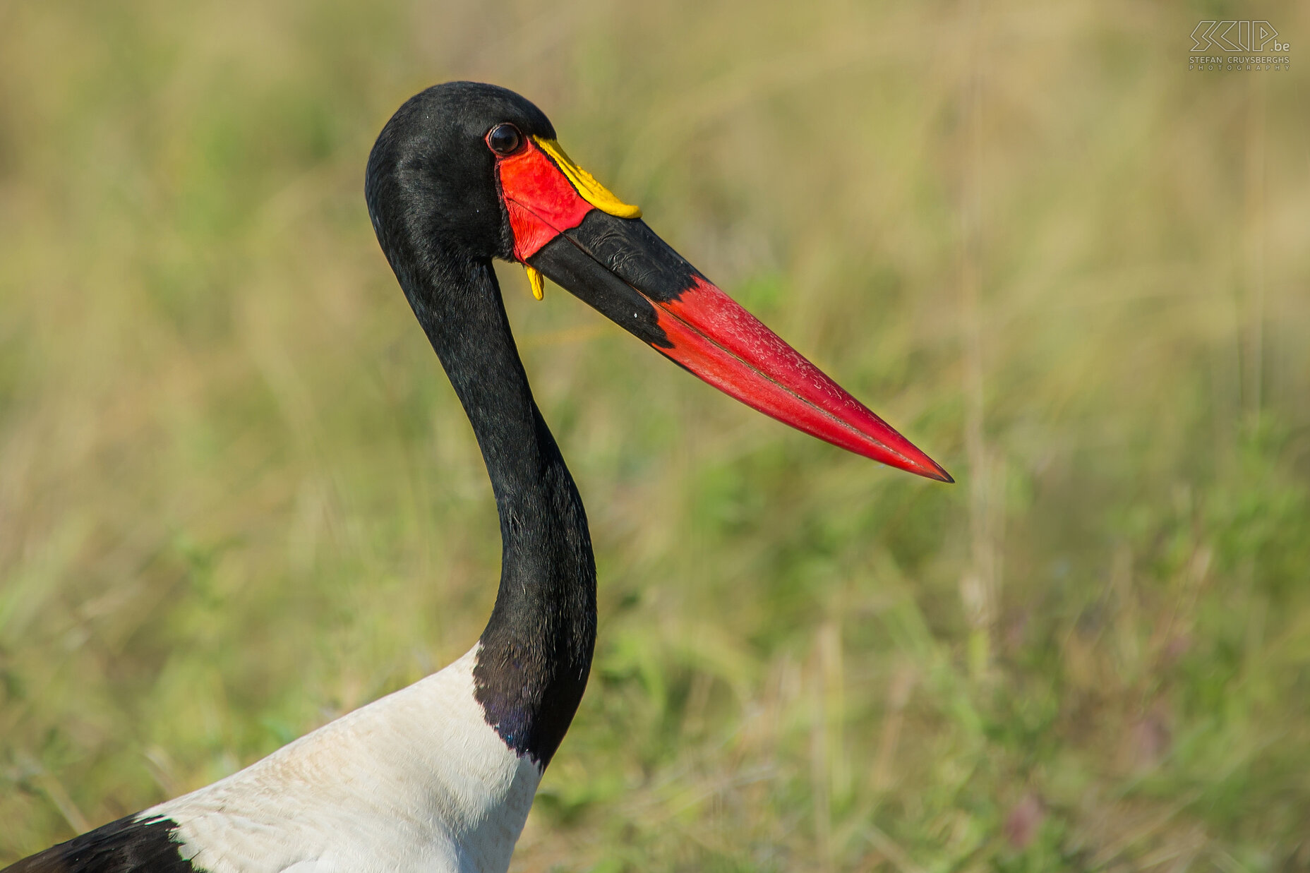 South Luangwa - Close-up zadelbekooievaar Close-up van zadelbekooievaar (Saddle-billed stork, Ephippiorhynchus senegalensis), een grote ooievaar met een enorme rode snavel met een zwarte band en een geel schild (het 'zadel'). Stefan Cruysberghs